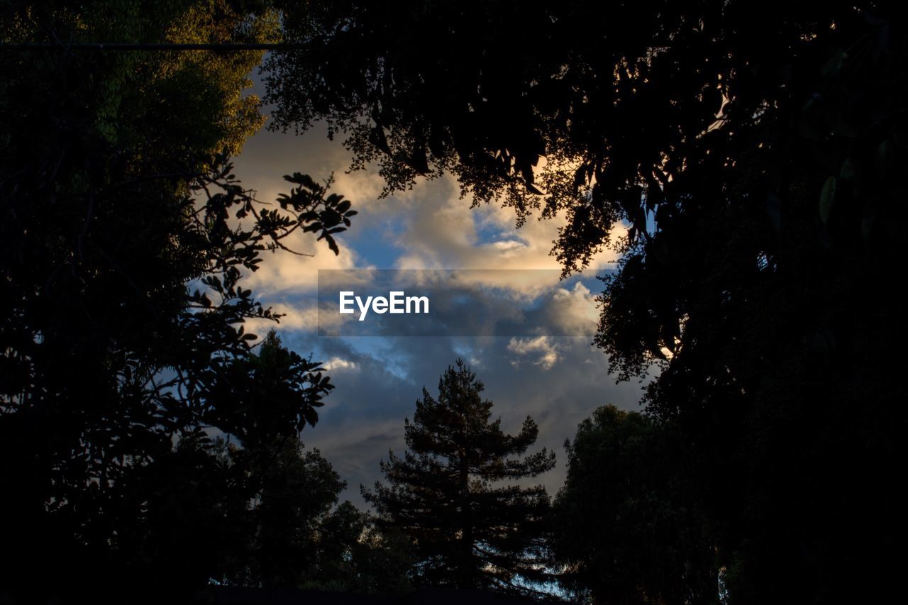 LOW ANGLE VIEW OF TREES AGAINST SKY AT SUNSET