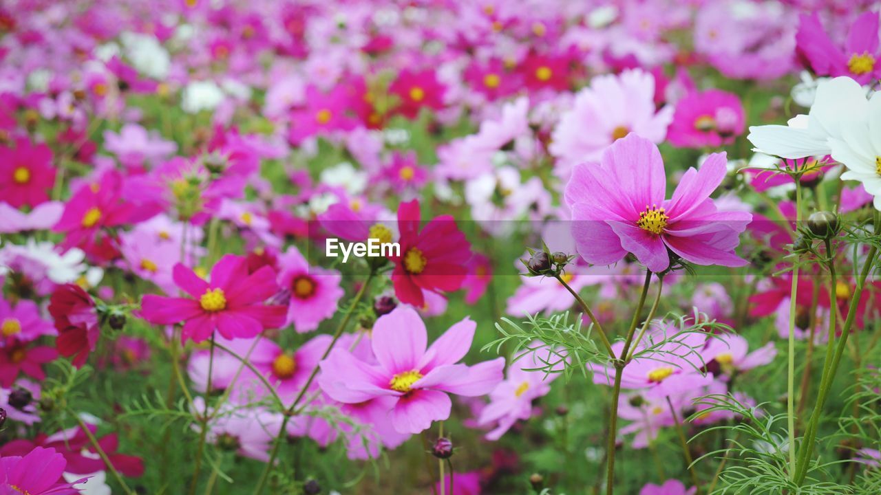 CLOSE-UP OF PINK COSMOS FLOWERS BLOOMING