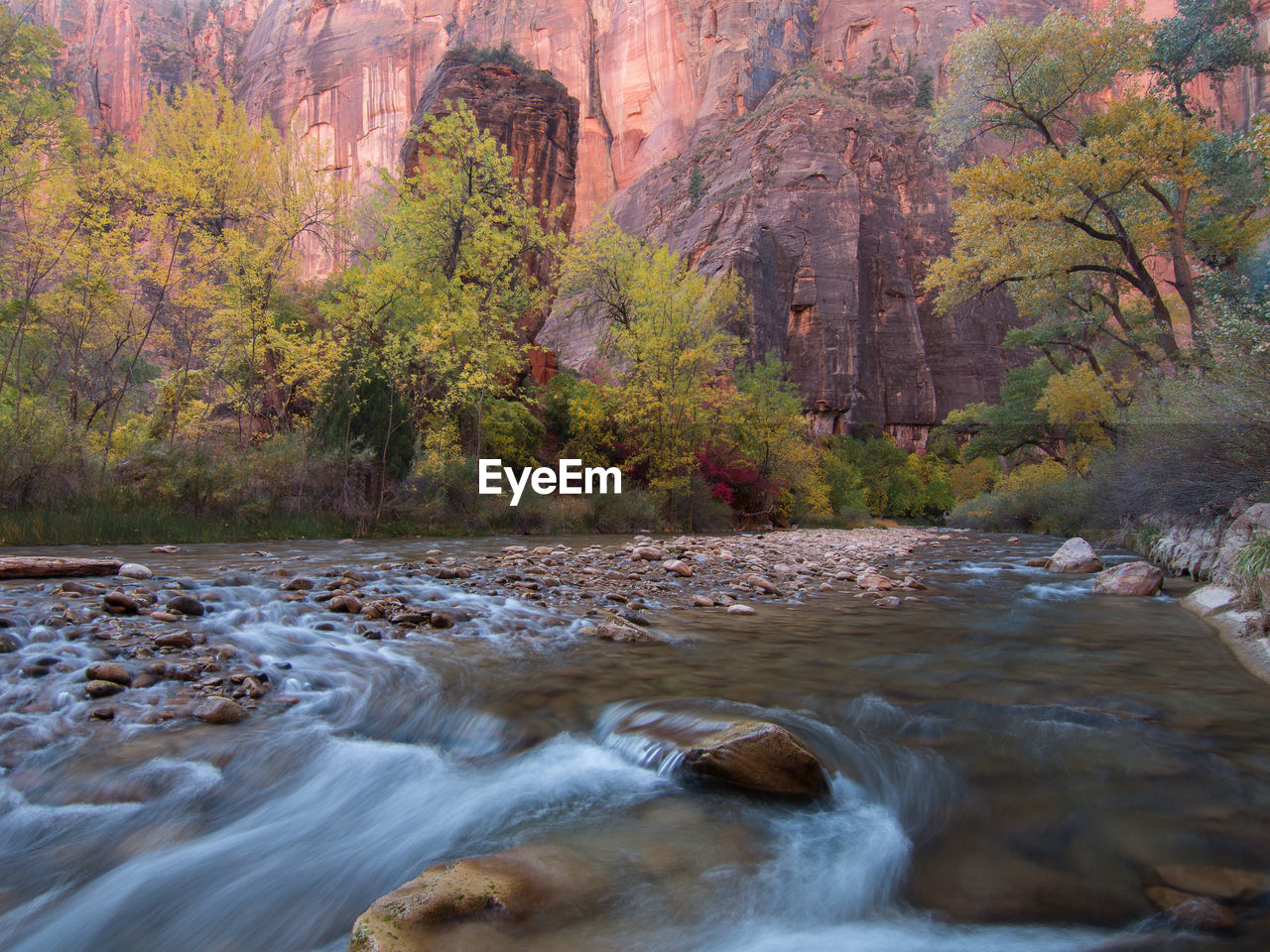 Natural landscape in autumn in the narrows at zion national park in usa