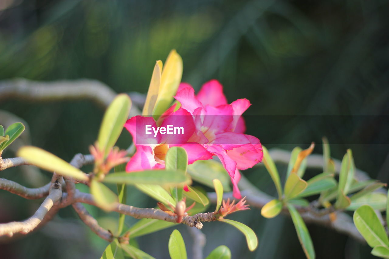 CLOSE-UP OF PINK FLOWERS BLOOMING