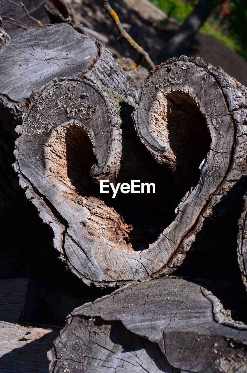 CLOSE-UP OF LOG ON TREE TRUNK