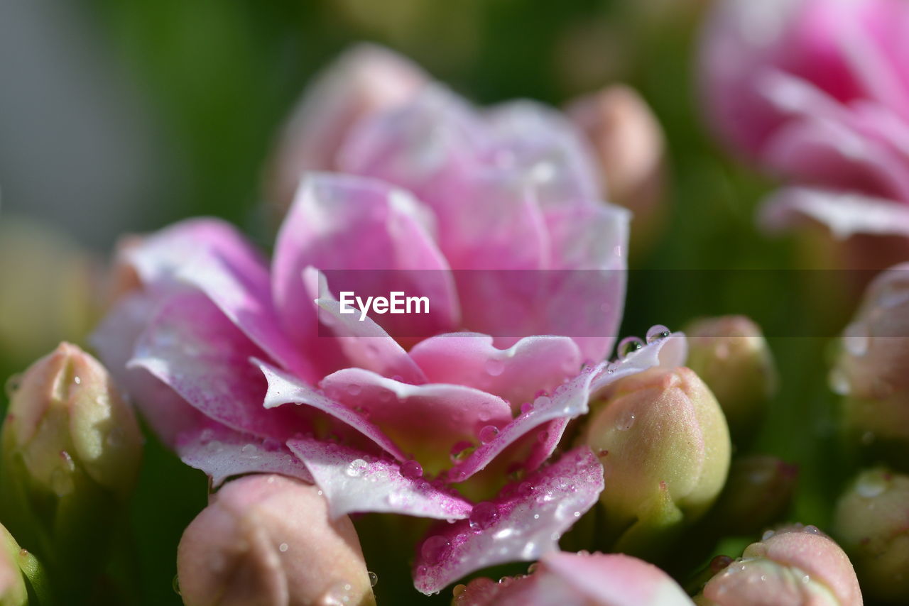 Close-up of wet pink rose