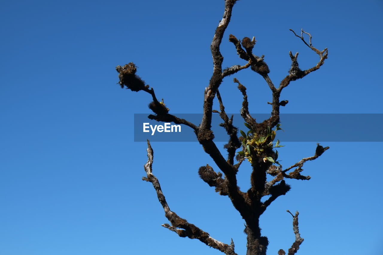 LOW ANGLE VIEW OF TREE AGAINST BLUE SKY