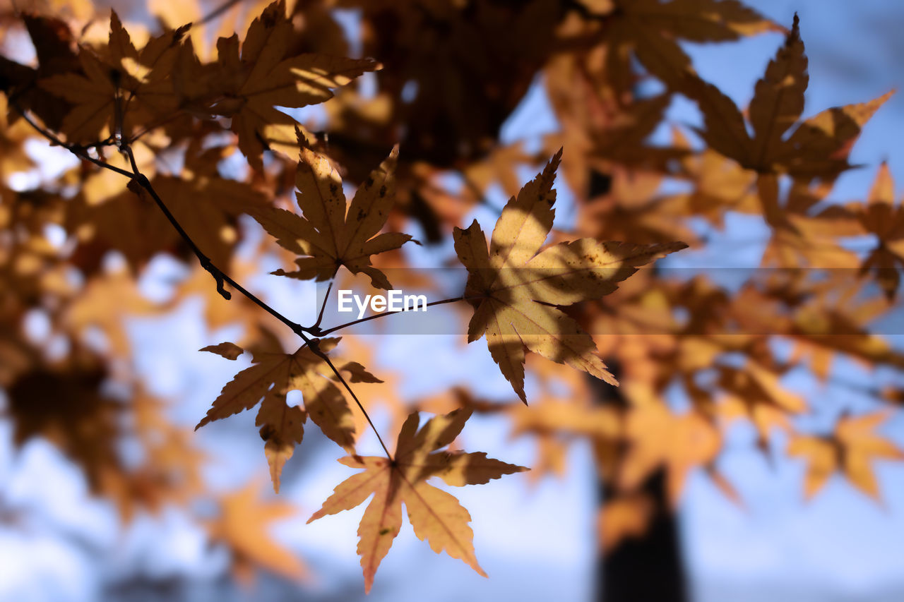 leaf, autumn, plant part, tree, nature, plant, beauty in nature, branch, no people, sunlight, maple tree, sky, maple leaf, outdoors, focus on foreground, tranquility, close-up, environment, scenics - nature, day, land, backgrounds, orange color, selective focus, autumn collection, landscape, maple, yellow