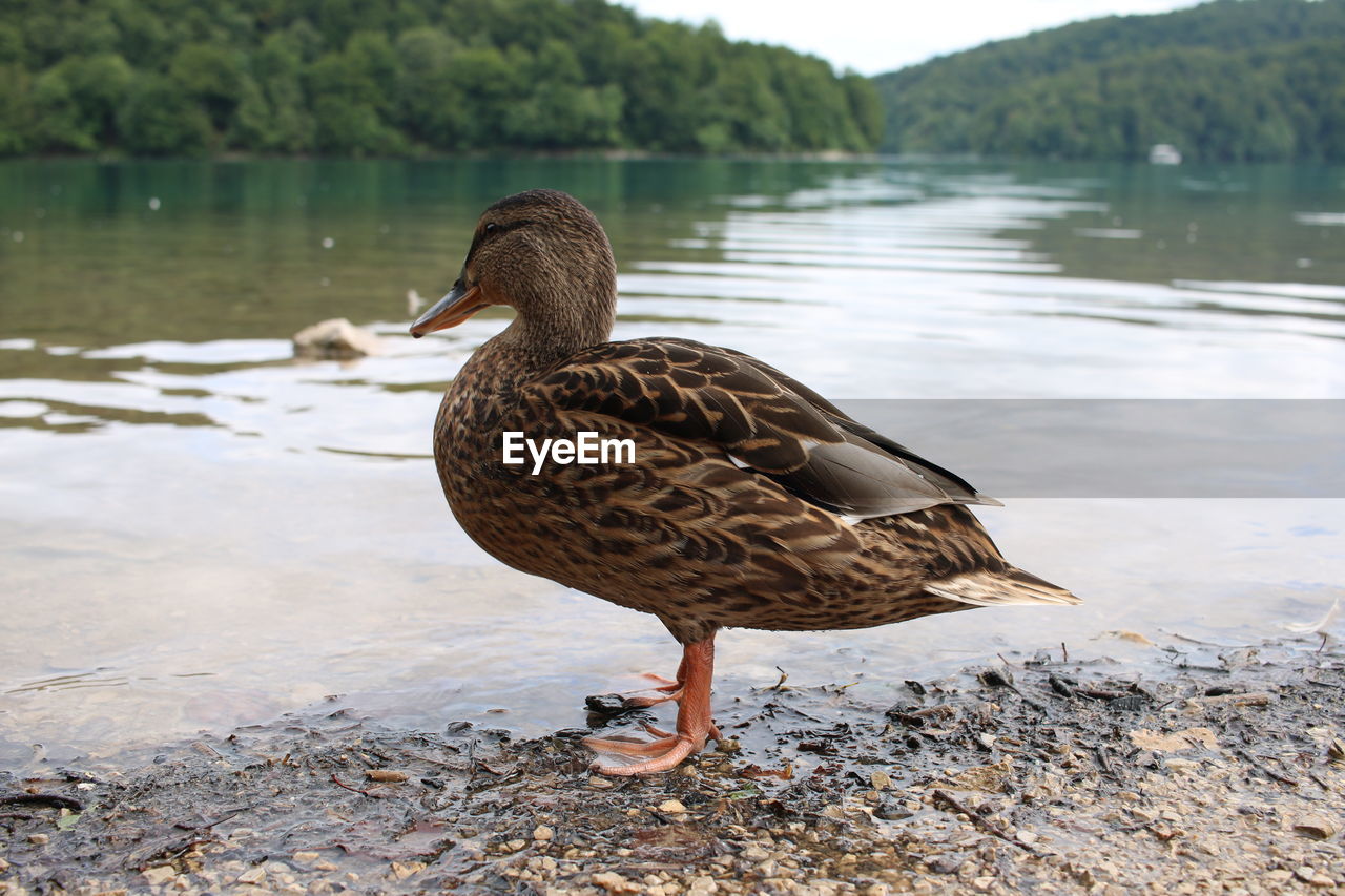 Mallard duck on lakeshore