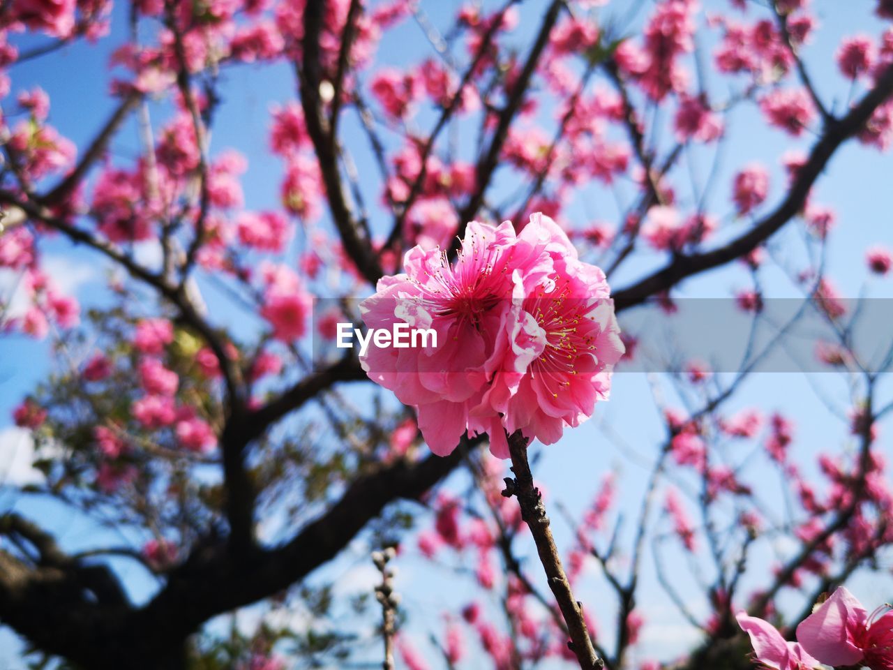 Close-up of pink cherry blossom