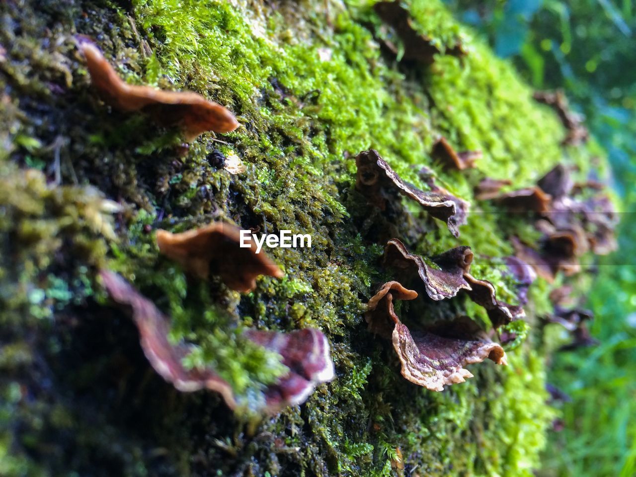 Close up of bracket fungus