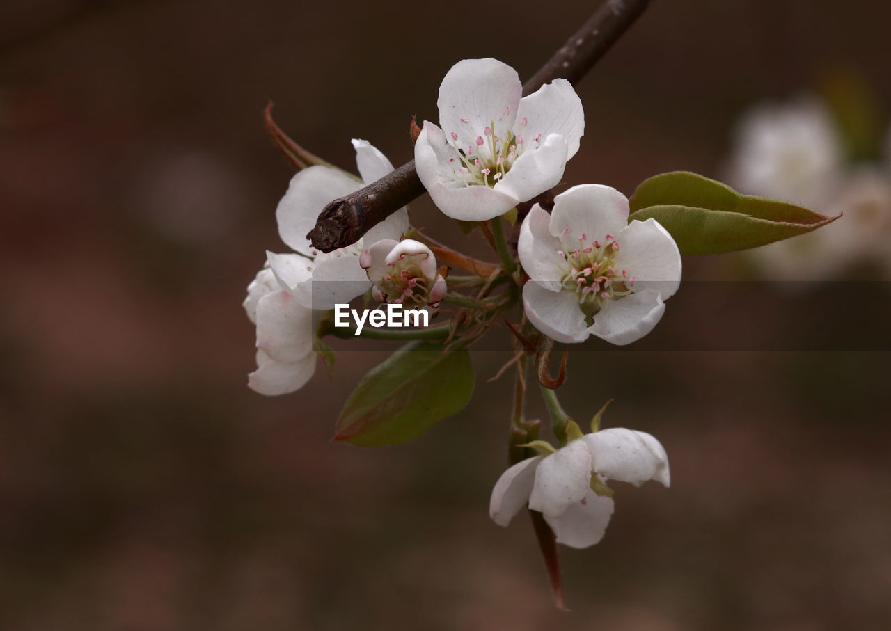 CLOSE-UP OF FRESH WHITE FLOWERS