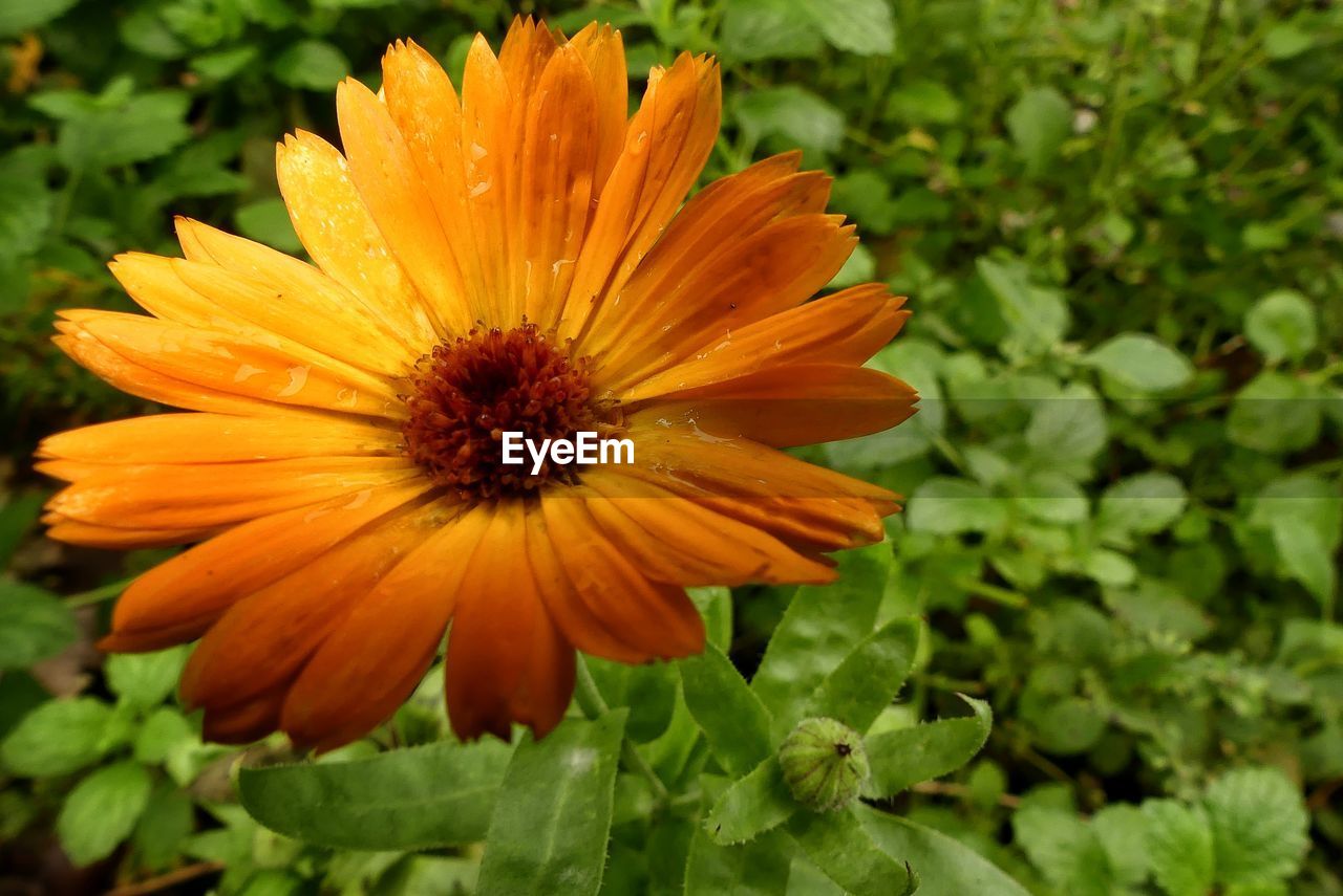 CLOSE-UP OF YELLOW FLOWER