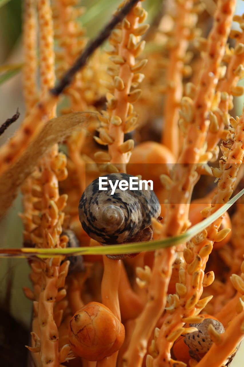 CLOSE-UP OF CRAB ON GROUND