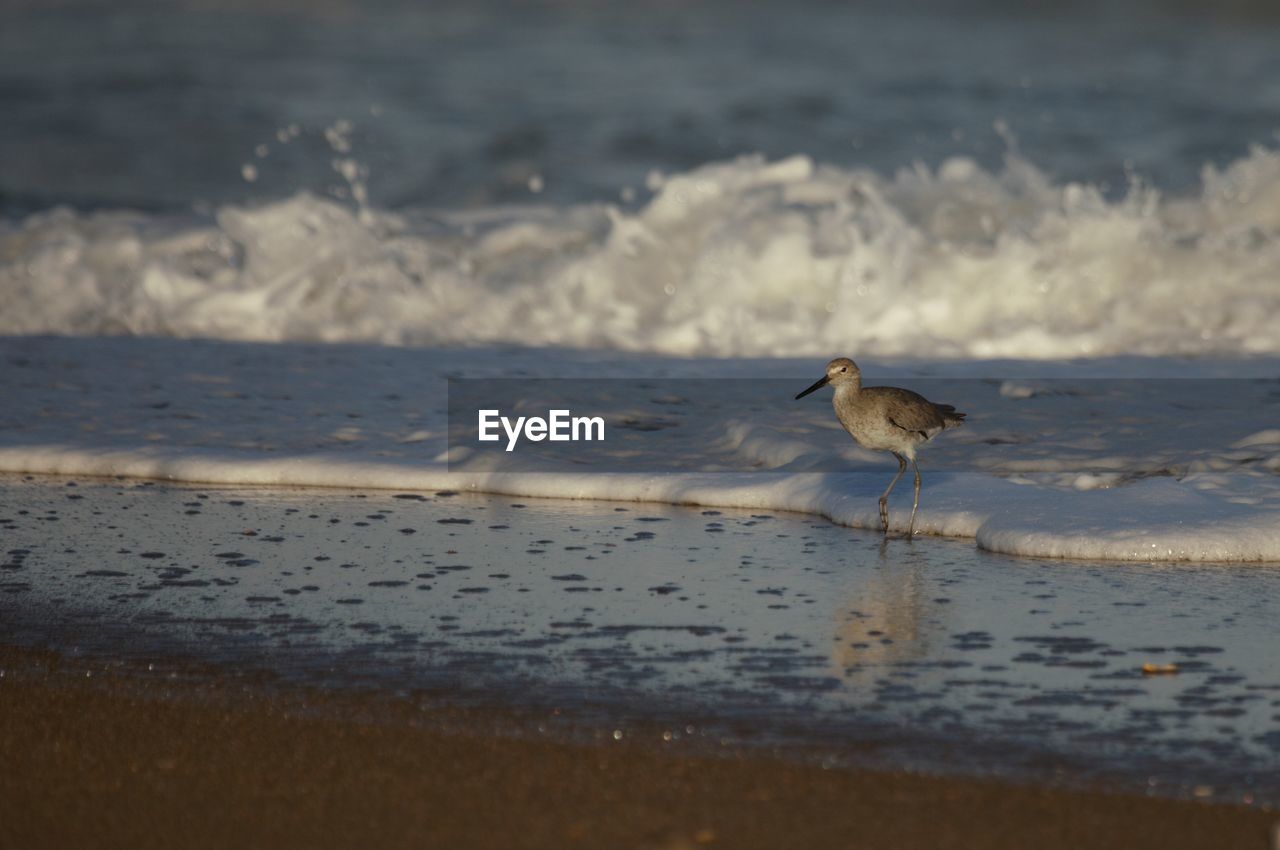 BIRD ON WET SAND