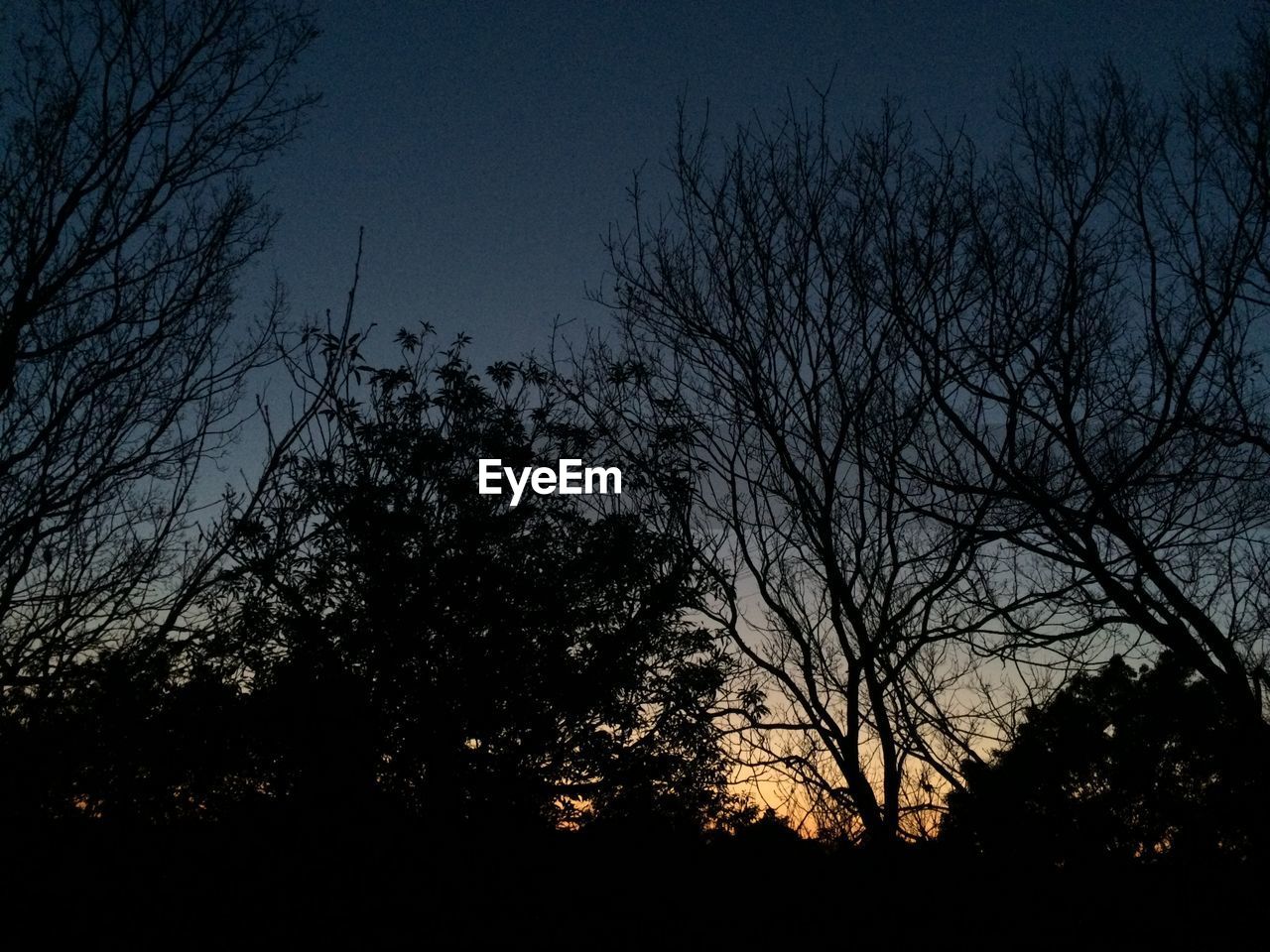 Low angle view of bare trees against clear sky