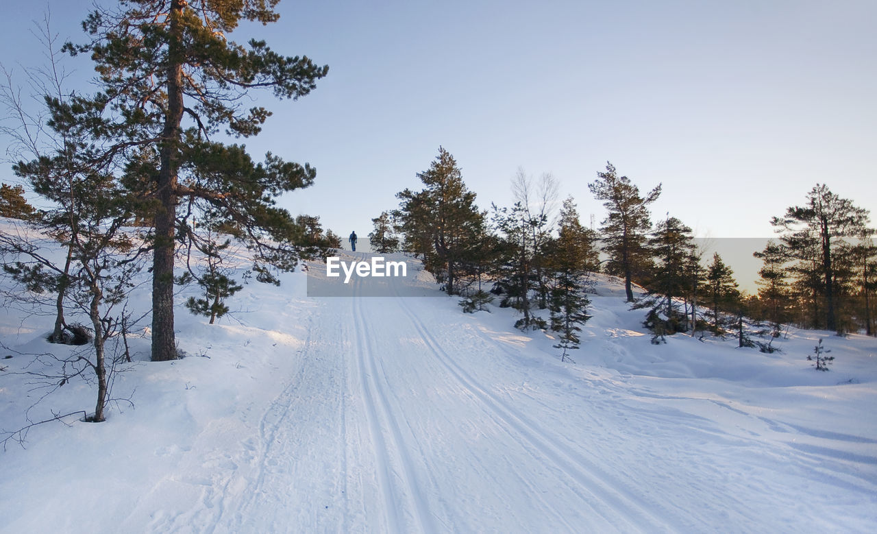 Snow covered road amidst trees against clear sky