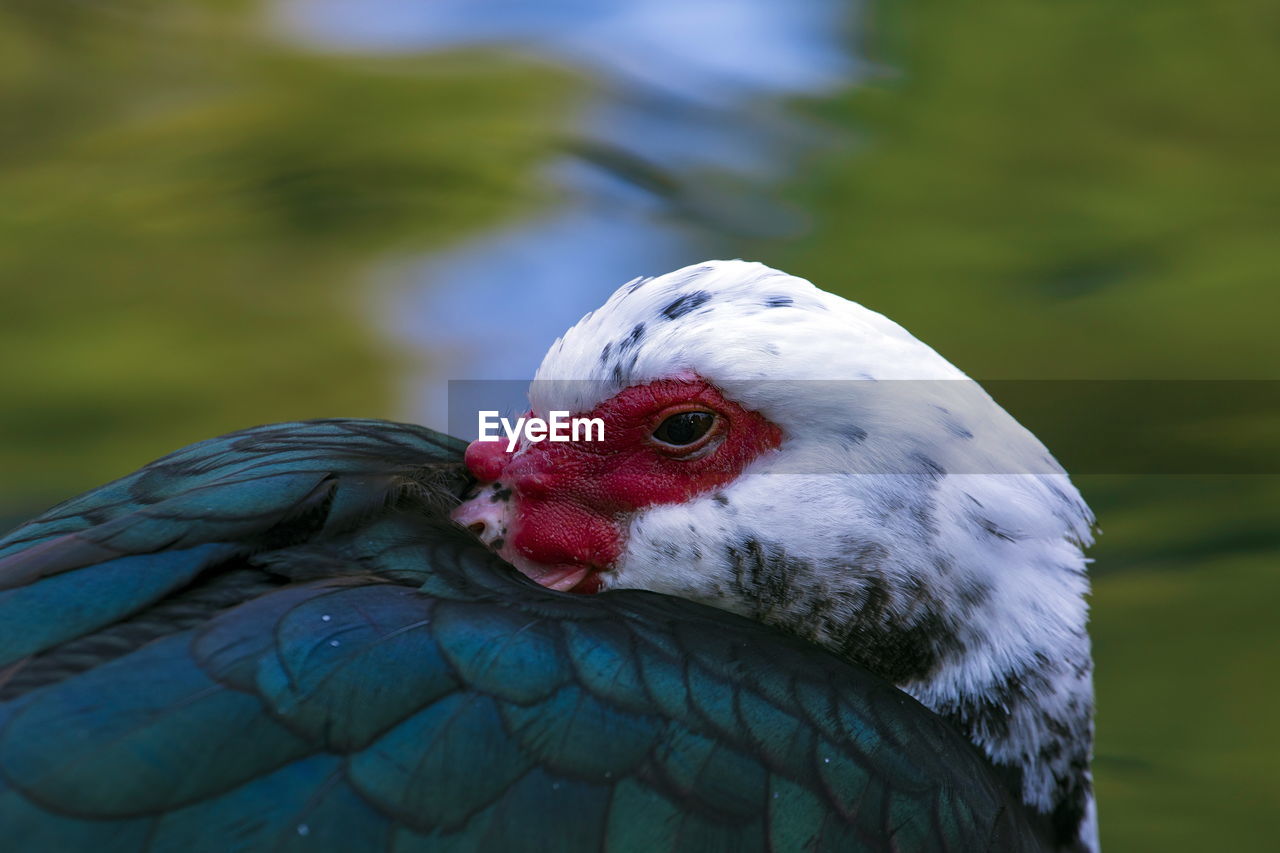 CLOSE-UP OF A DUCK