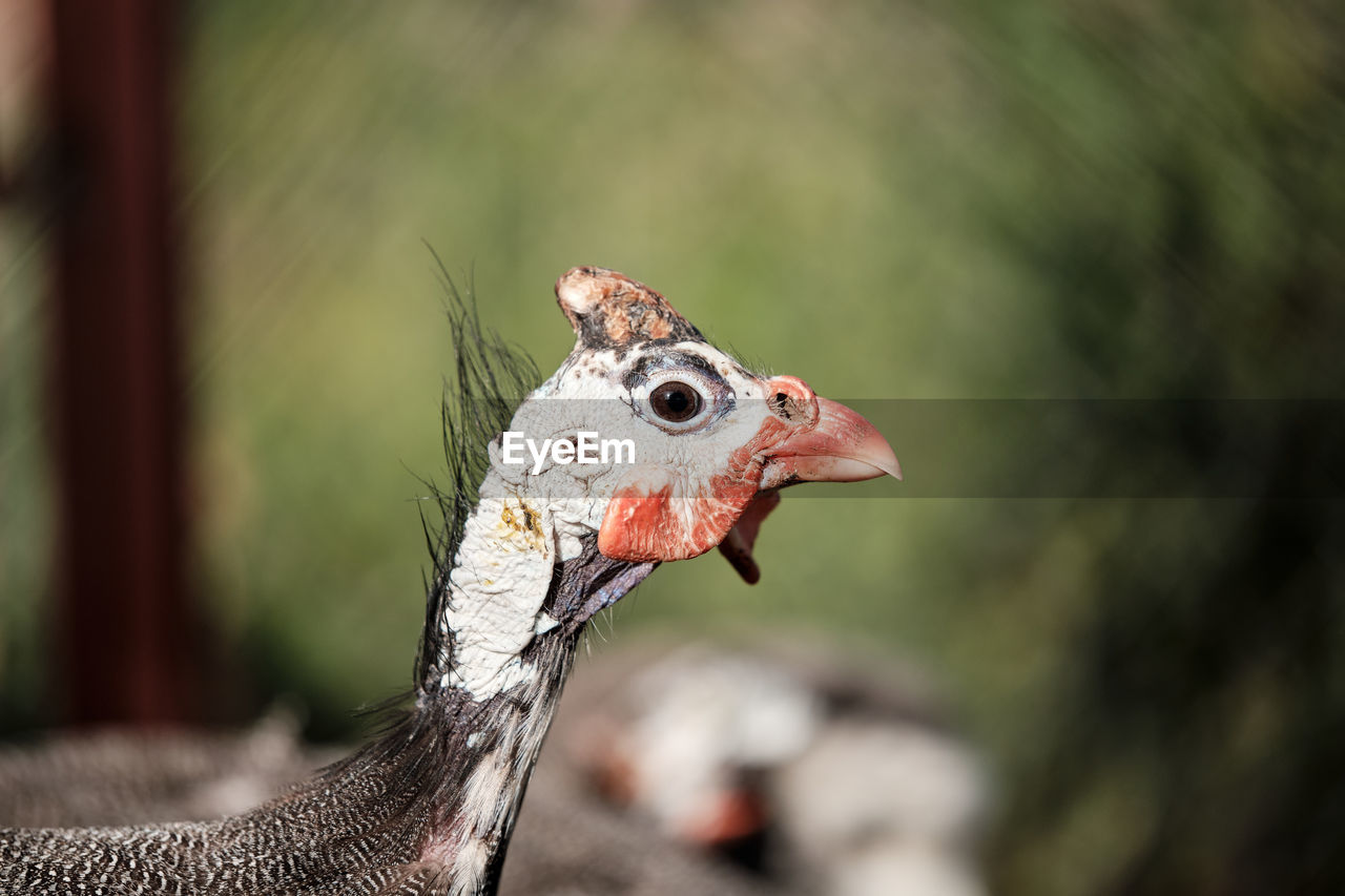 Featherless turkey chick on the depth background