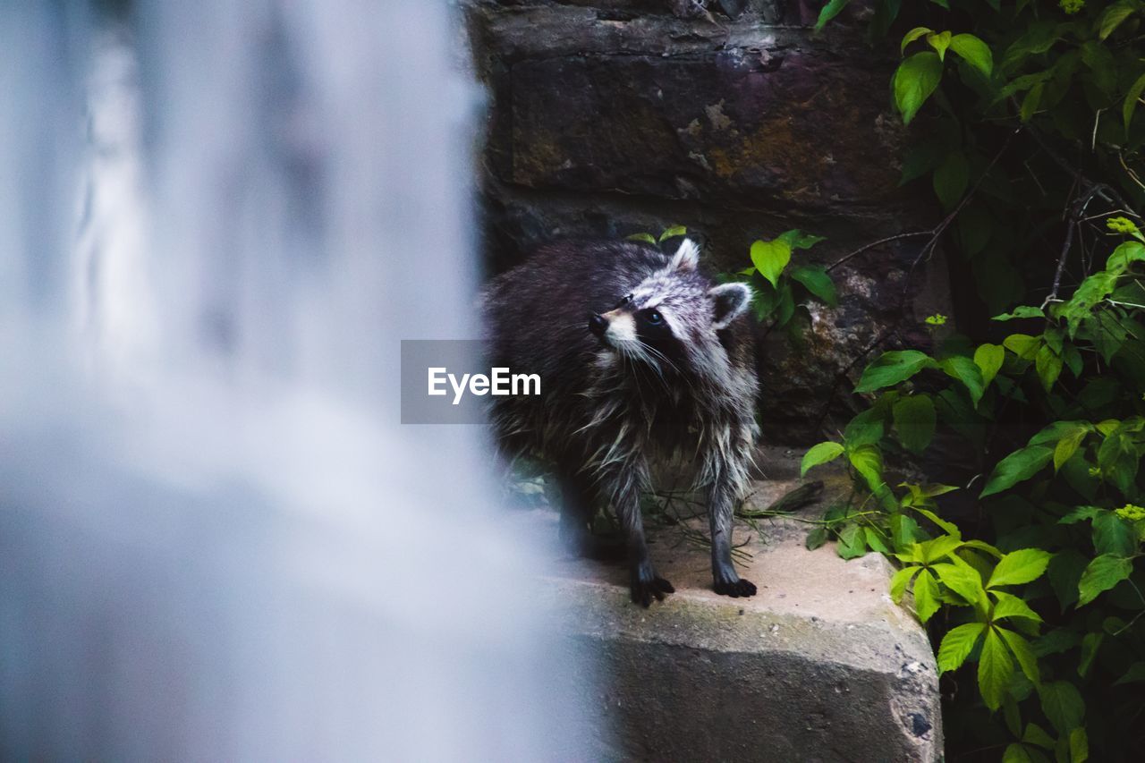 View of a raccoon