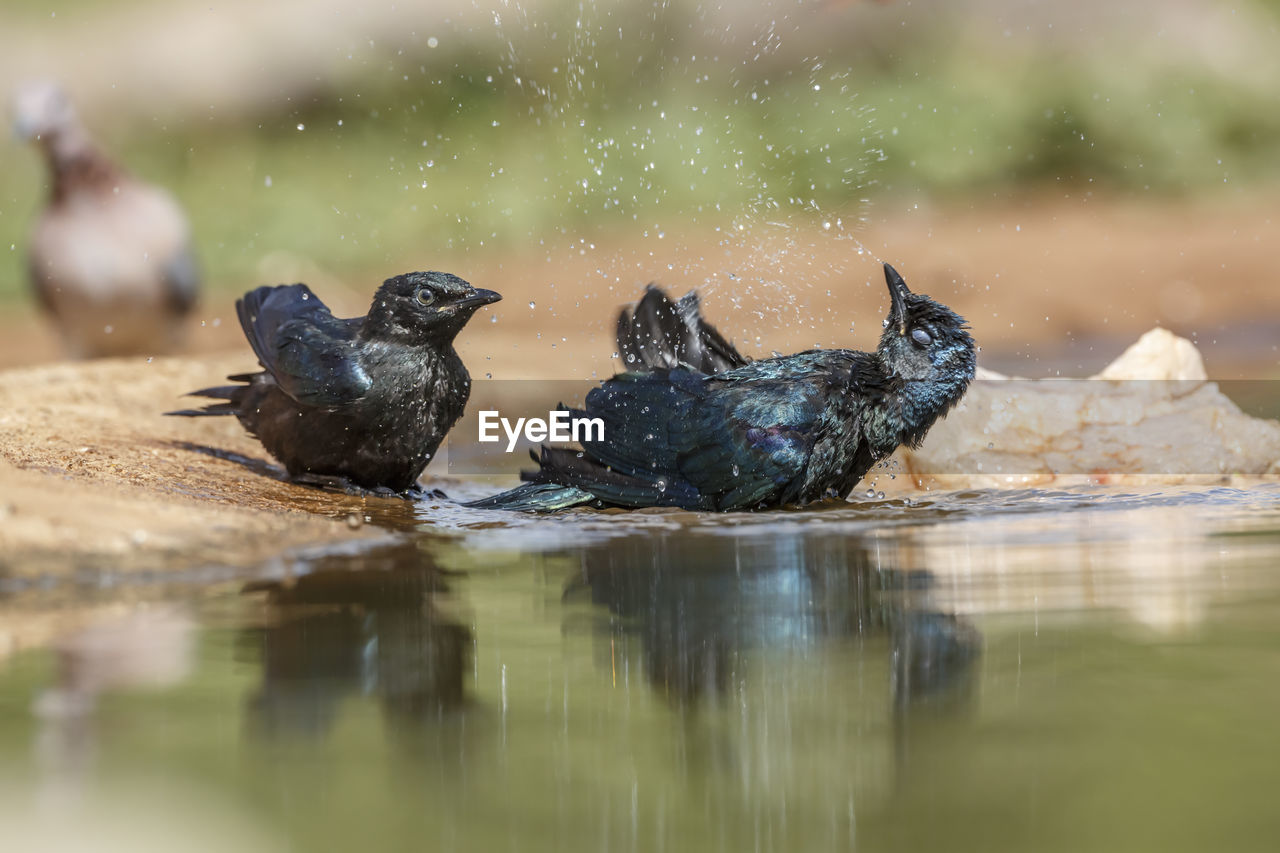 animal themes, animal, water, bird, animal wildlife, nature, wildlife, group of animals, reflection, lake, no people, selective focus, two animals, outdoors, day