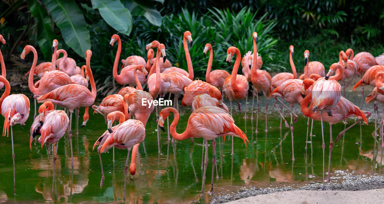 FLOCK OF BIRDS ON LAKE