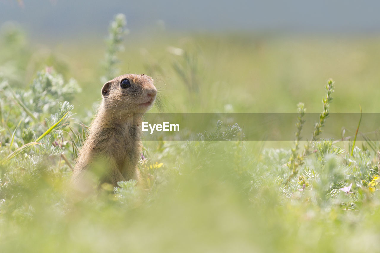 SQUIRREL ON GRASS