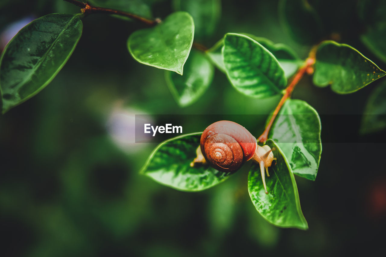 Close-up of snail on plant