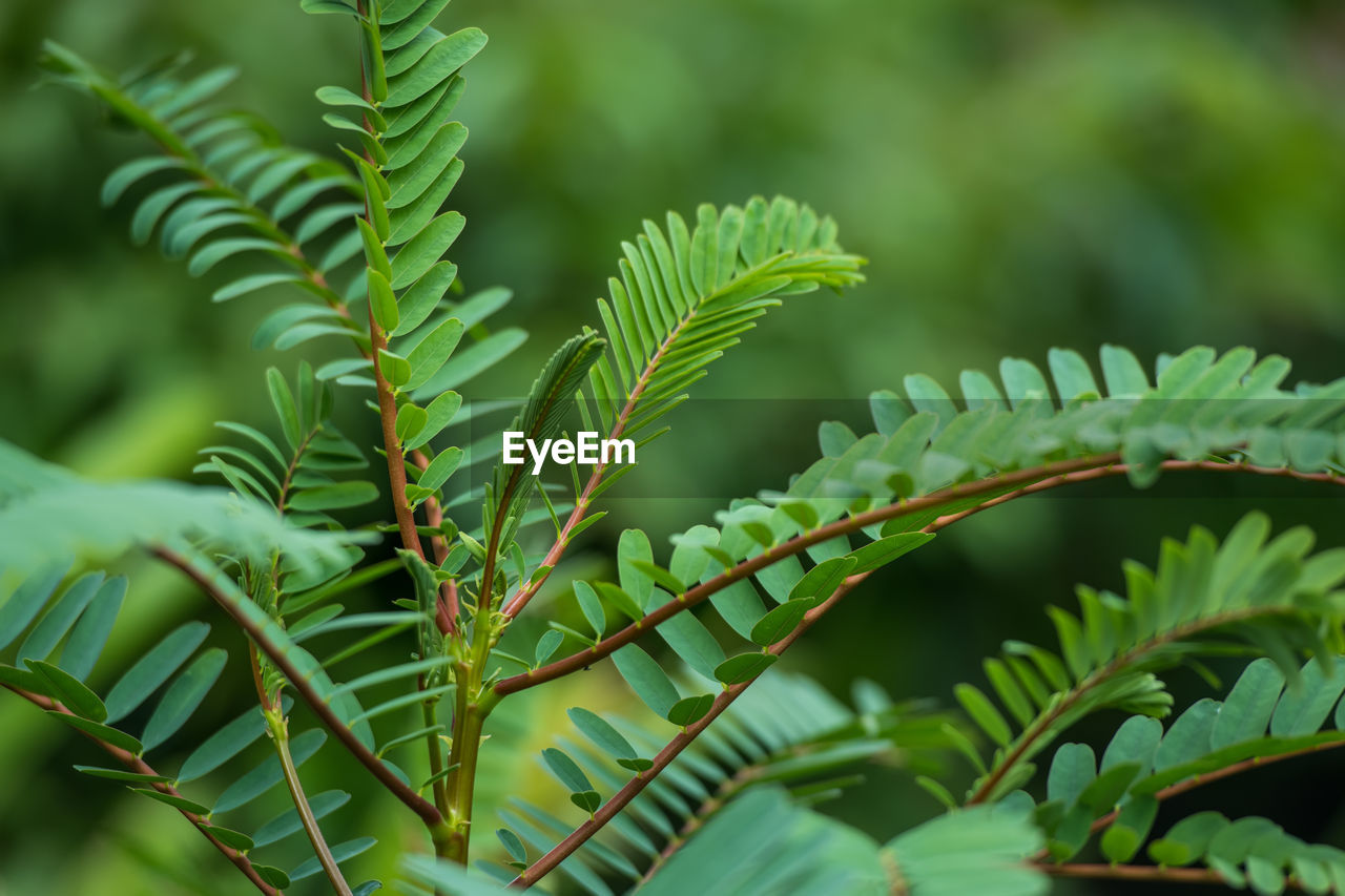 CLOSE-UP OF FRESH GREEN LEAVES