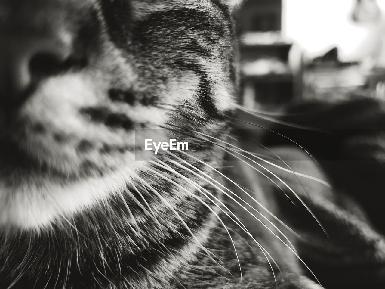 CLOSE-UP OF CAT WITH EYES