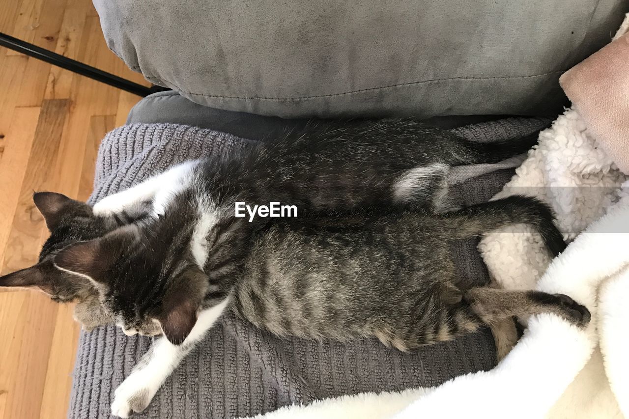 HIGH ANGLE VIEW OF CAT SLEEPING ON BED AT HOME