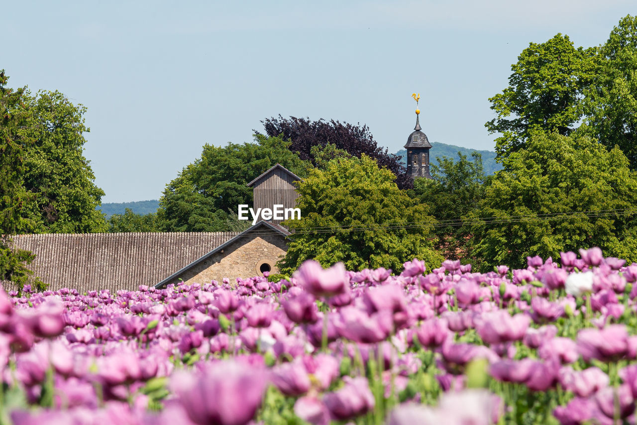 PURPLE FLOWERING PLANTS BY BUILDINGS AGAINST SKY