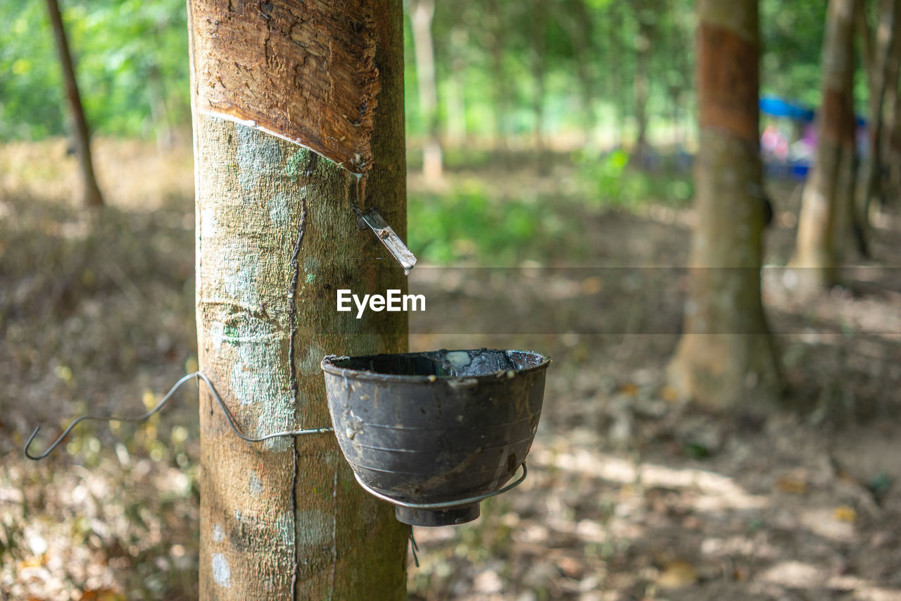 CLOSE-UP OF BAMBOO ON TREE IN FIELD