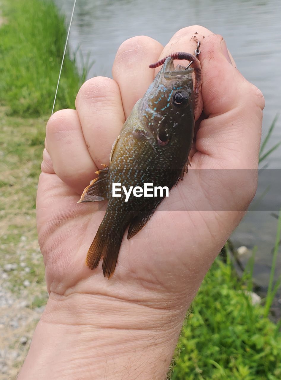 CROPPED IMAGE OF HAND HOLDING FISH OUTDOORS