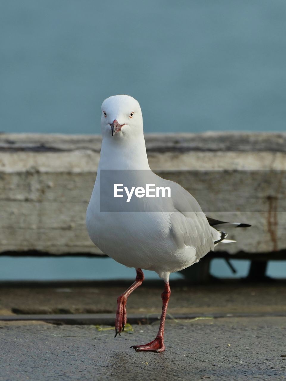 Close-up of seagull
