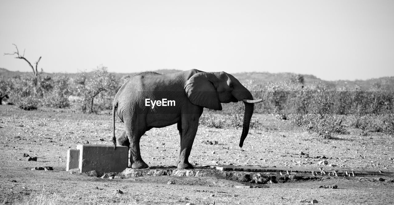 SIDE VIEW OF ELEPHANT STANDING ON LANDSCAPE