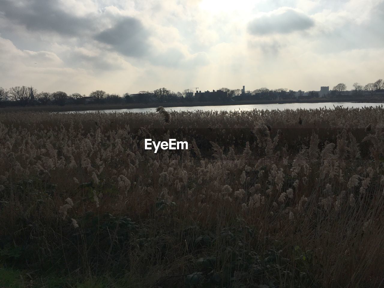 FIELD AGAINST SKY