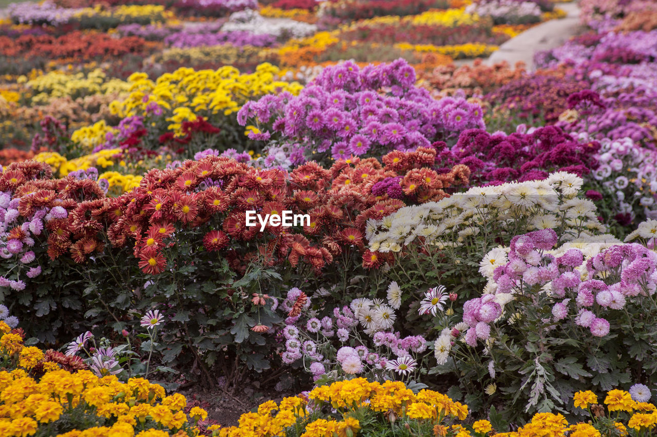 CLOSE-UP OF MULTI COLORED FLOWERS GROWING IN FIELD