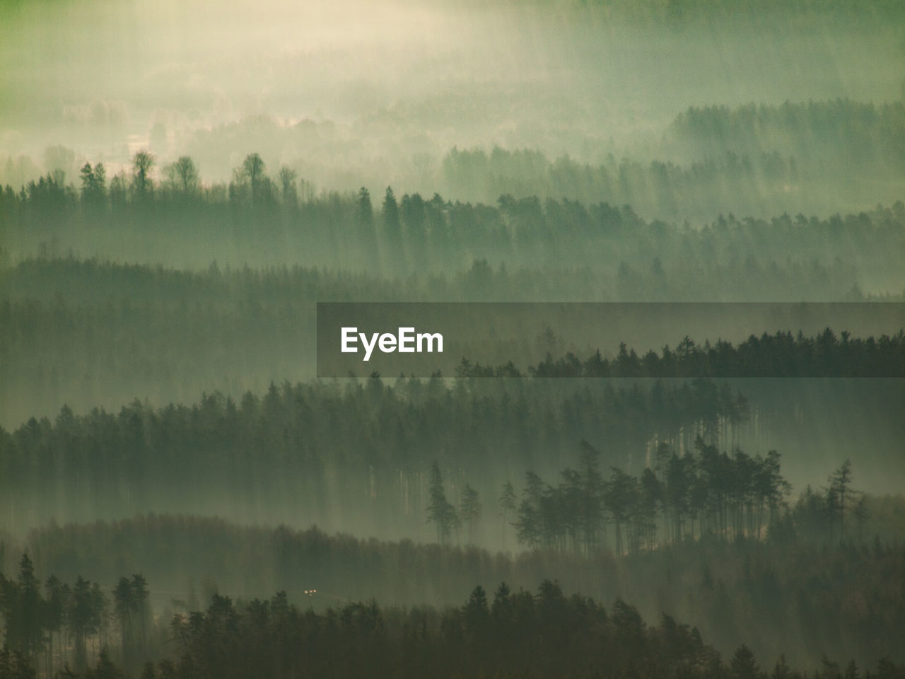 Forested hills slope in low lying cloud with green cover shrouded in mist