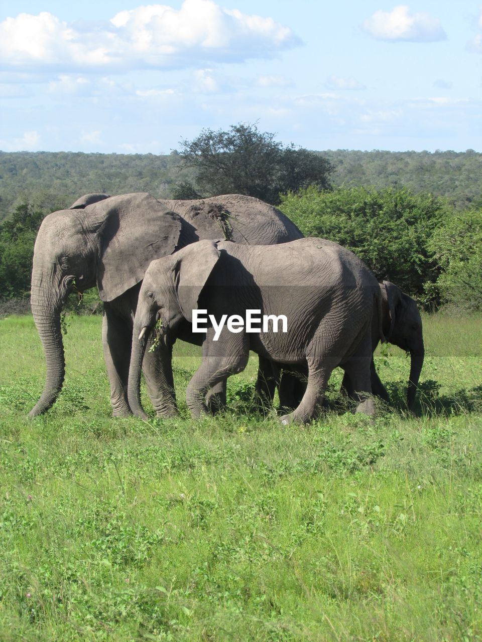 African elephants on field at kruger national park