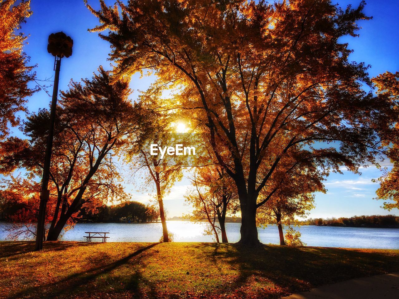 View of trees at lakeshore during sunset