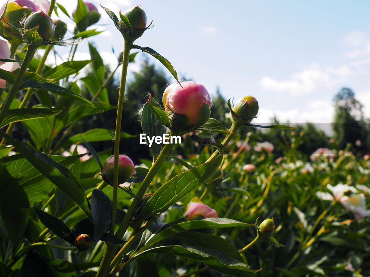 Close-up of peony petals growing on against sky