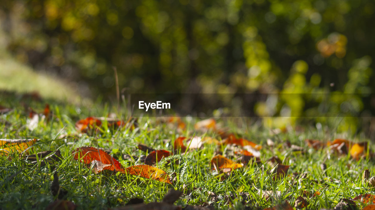 Close-up of leaves on field