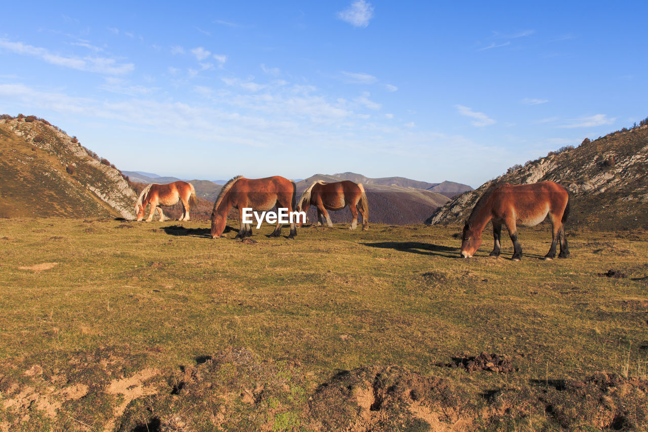 Four brown horses grazing on mountain with blue sky