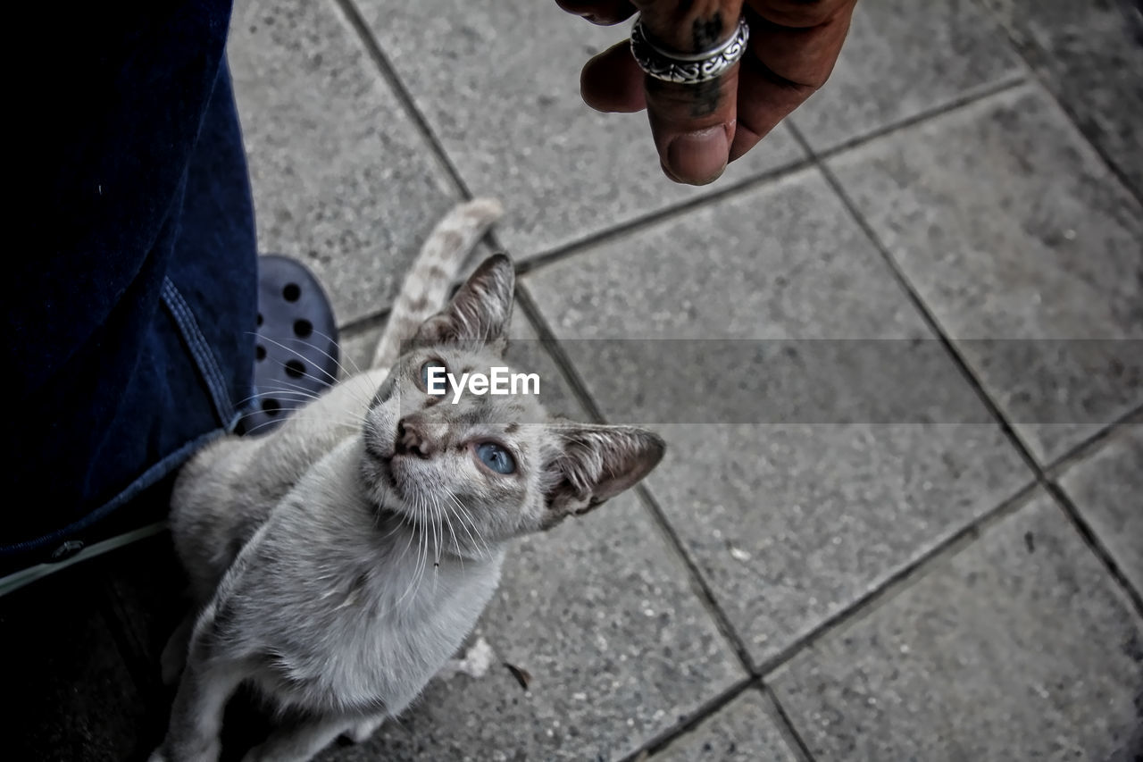 LOW SECTION OF PERSON WITH CAT ON STREET
