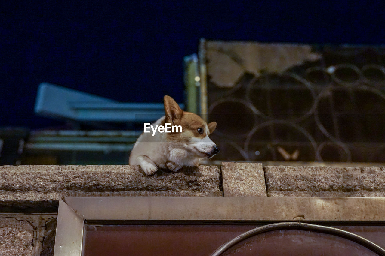 Low angle view of dog sitting on retaining wall