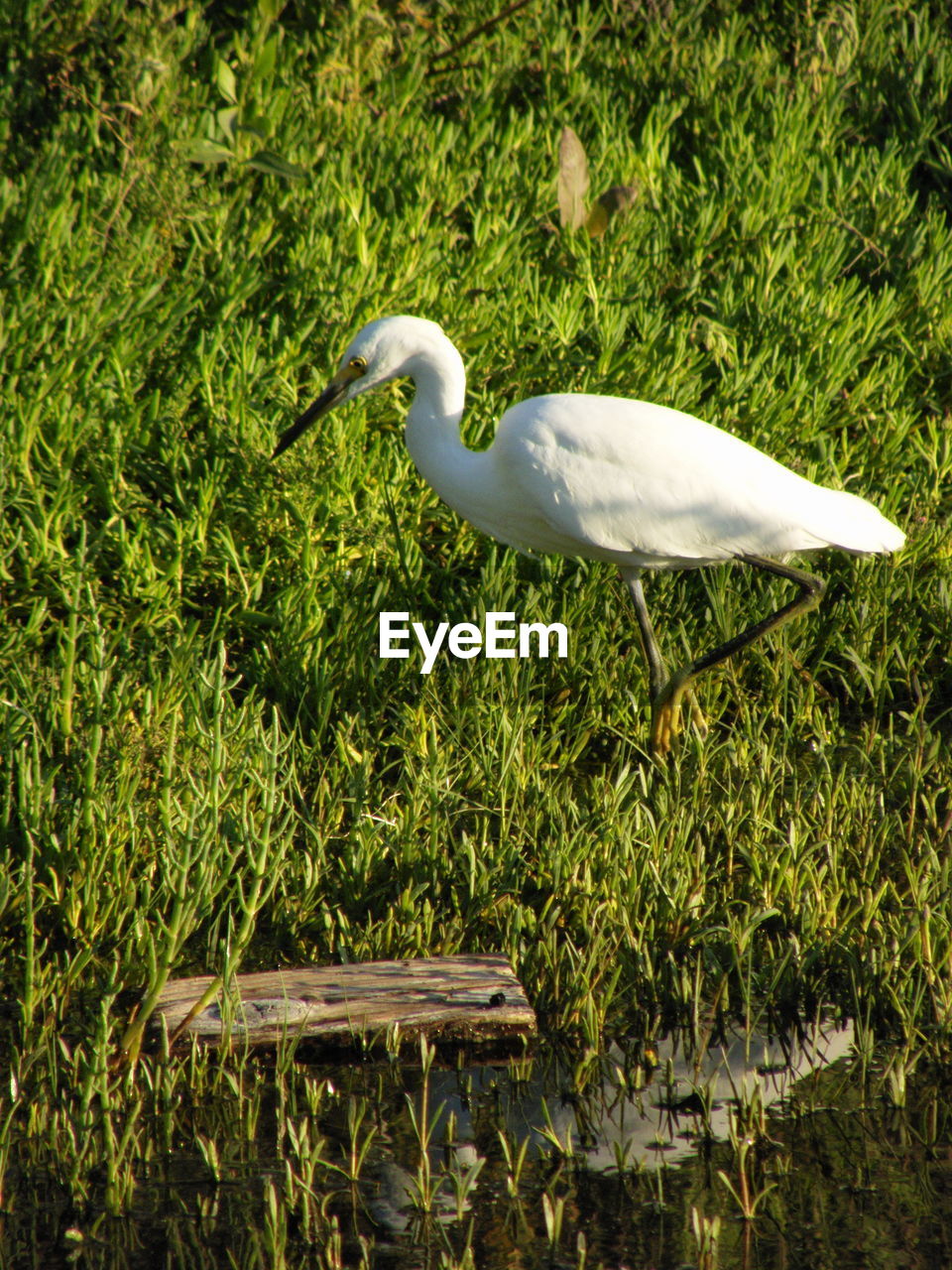 BIRD PERCHING ON GRASS IN PARK