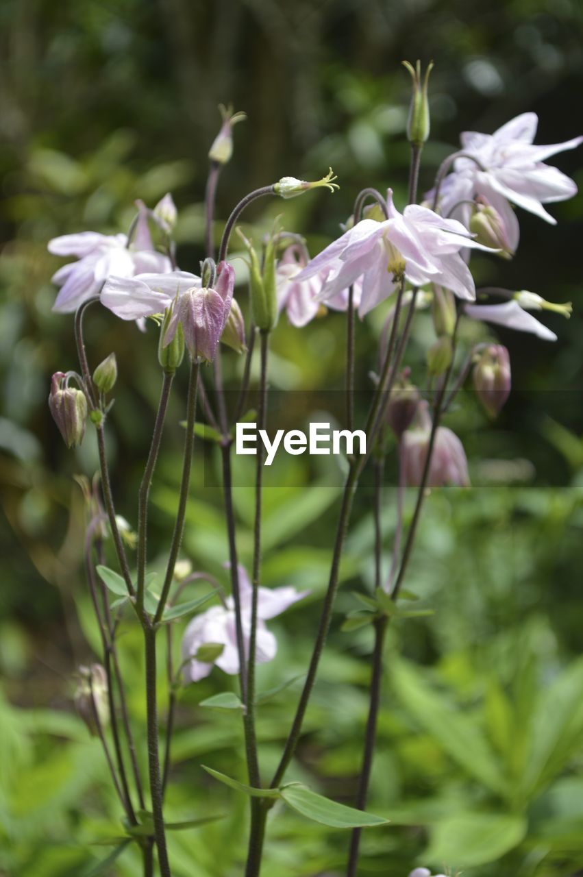 CLOSE-UP OF FLOWERS GROWING ON PLANT