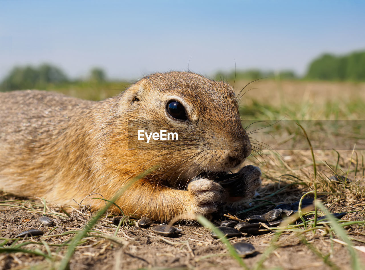 animal, animal themes, animal wildlife, one animal, mammal, wildlife, rodent, whiskers, prairie dog, nature, no people, squirrel, close-up, grass, eating, day, outdoors, plant, prairie, portrait, land, cute, pet, brown, animal body part