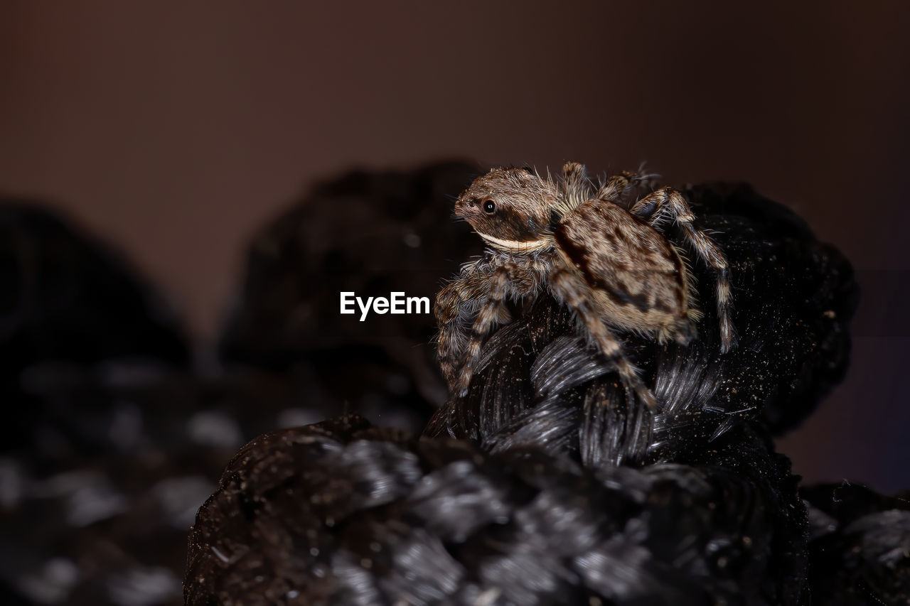 CLOSE-UP OF SPIDER IN THE DARK