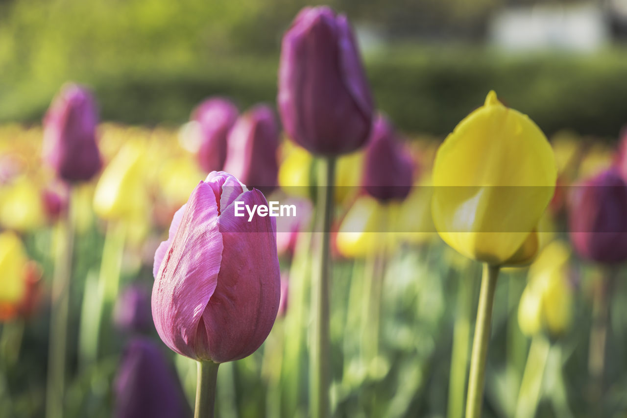 CLOSE-UP OF PURPLE TULIP