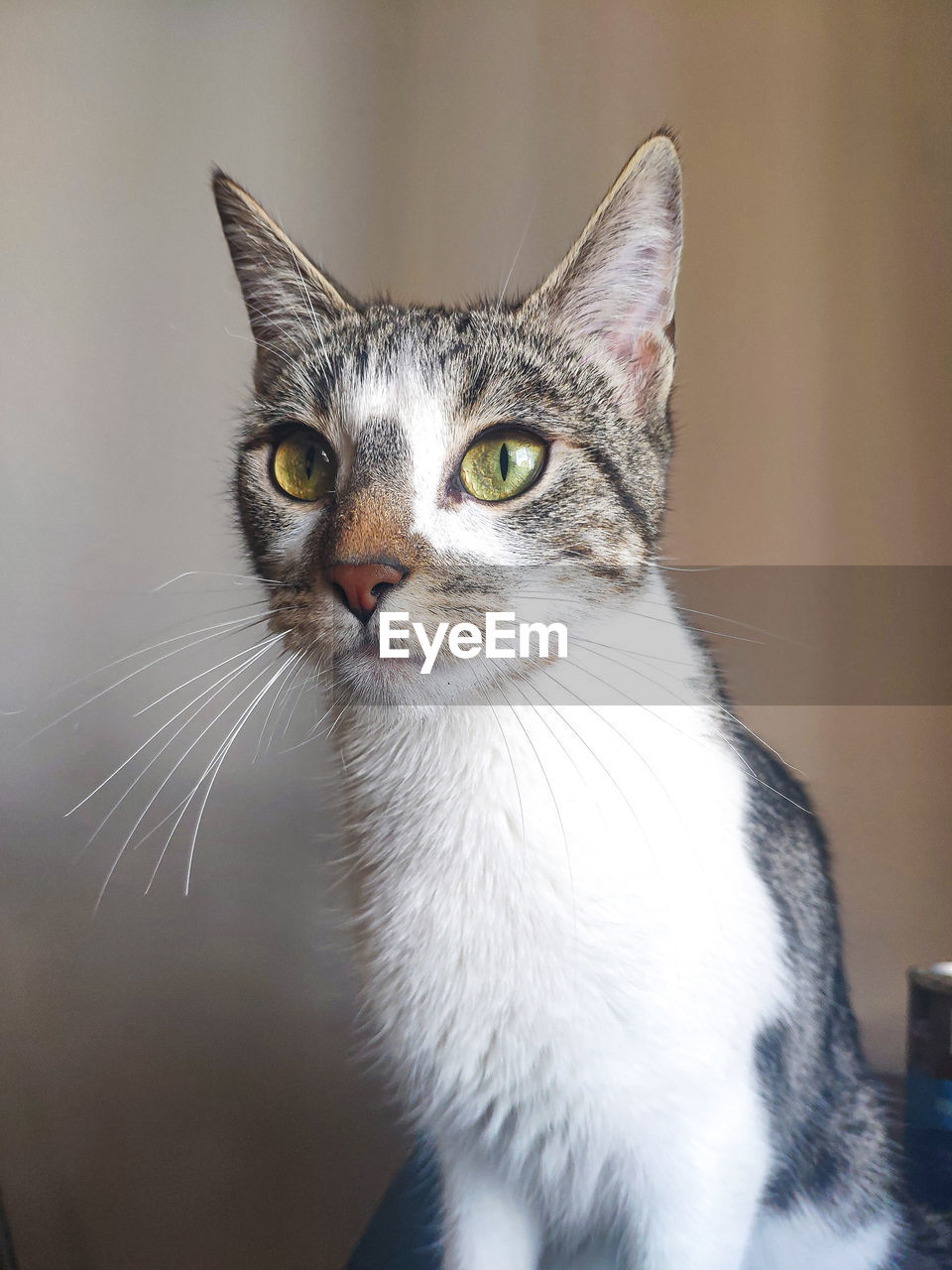 Close-up portrait of a cat