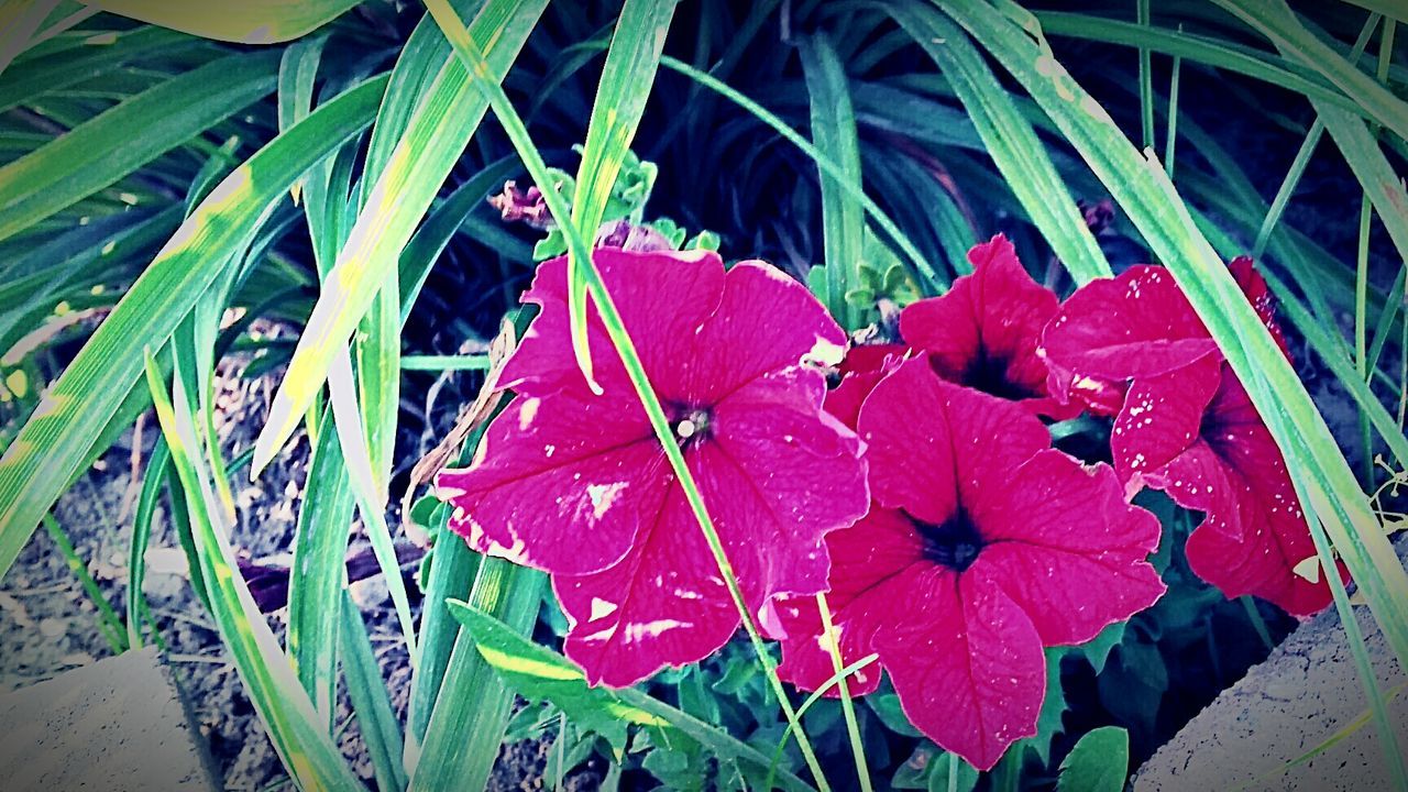 CLOSE-UP OF WATER DROPS ON PLANTS