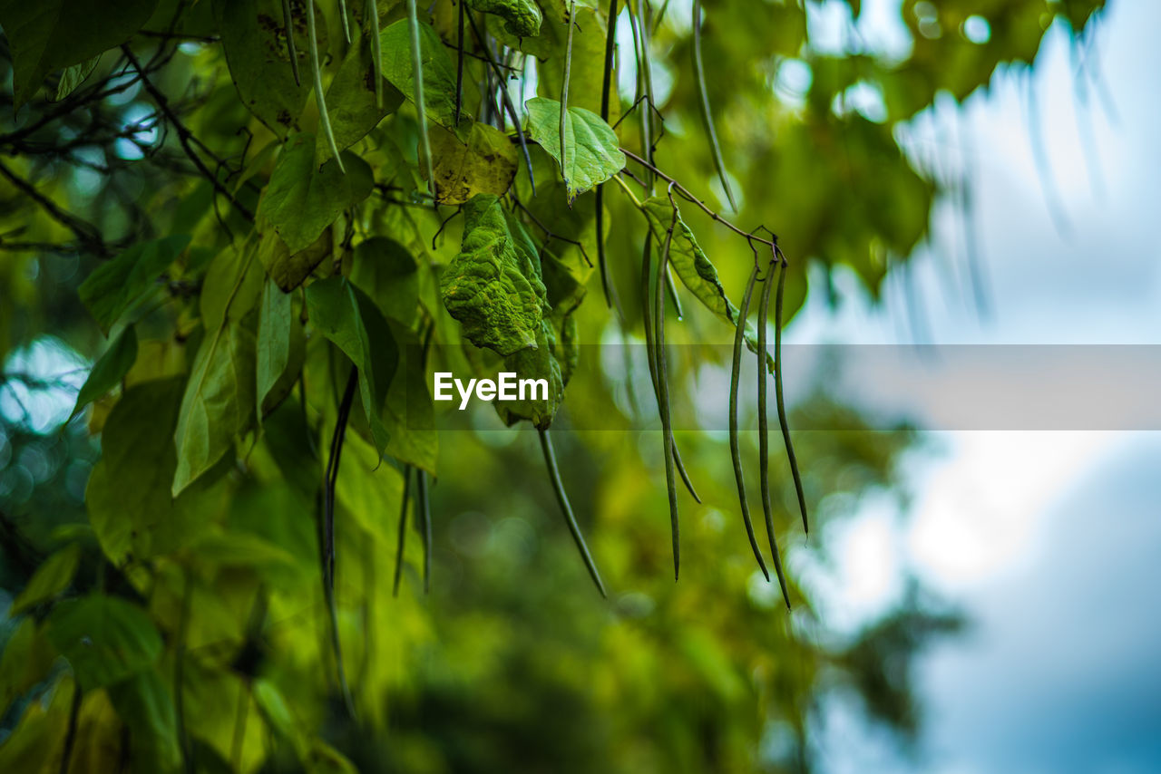 Low angle view of fresh leaves on tree against sky